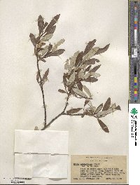 Salix drummondiana image