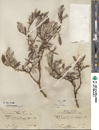 Salix drummondiana image