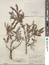 Salix drummondiana subsp. subcoerulea image