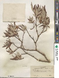 Salix drummondiana subsp. subcoerulea image