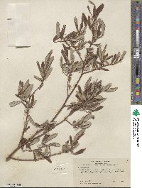 Salix drummondiana subsp. subcoerulea image