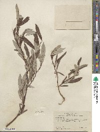 Salix drummondiana subsp. subcoerulea image