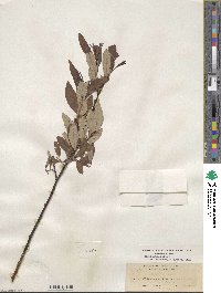 Salix drummondiana subsp. subcoerulea image