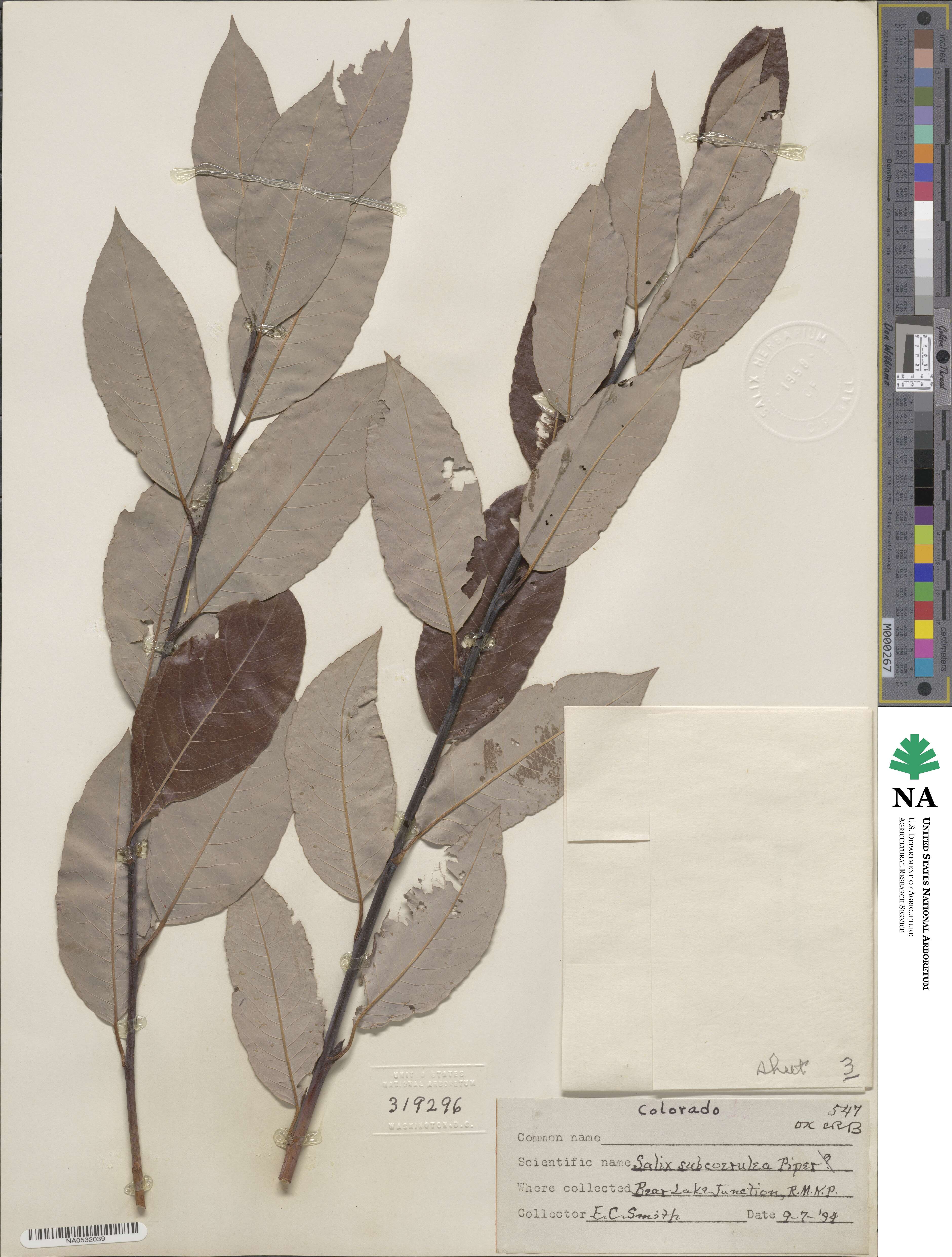 Salix drummondiana subsp. subcoerulea image