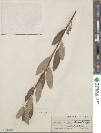 Salix drummondiana subsp. subcoerulea image