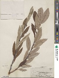 Salix drummondiana subsp. subcoerulea image