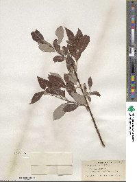 Salix drummondiana subsp. subcoerulea image