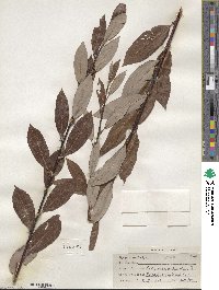 Salix drummondiana image