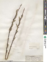 Salix drummondiana subsp. subcoerulea image