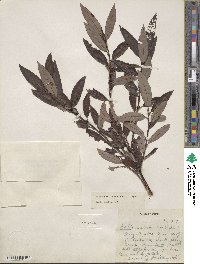 Salix drummondiana image