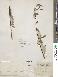 Salix drummondiana image