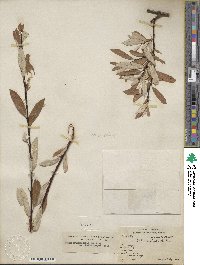 Salix drummondiana image