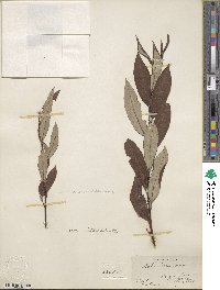 Salix drummondiana image