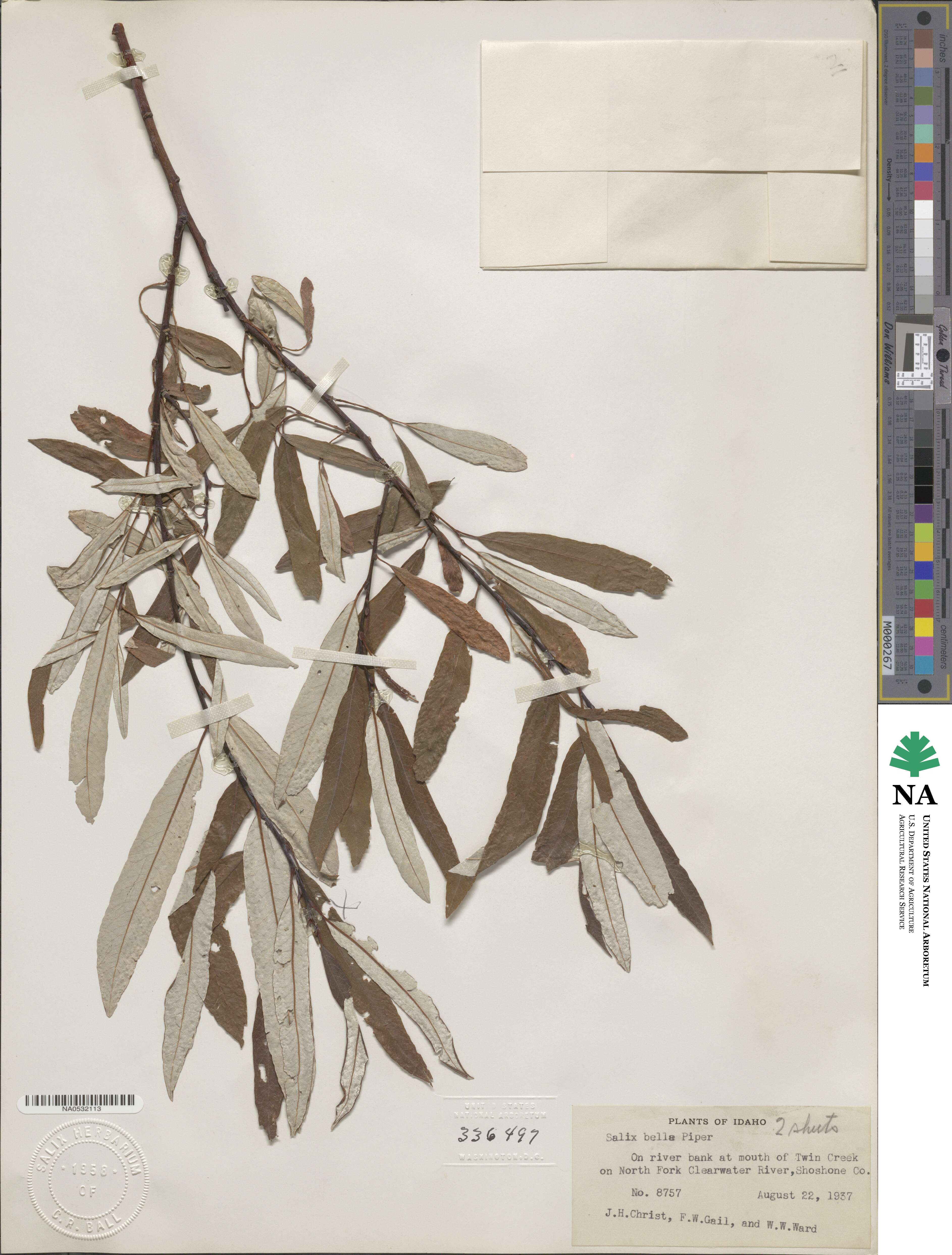 Salix drummondiana image