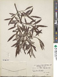 Salix pellita image