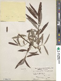 Salix pellita image