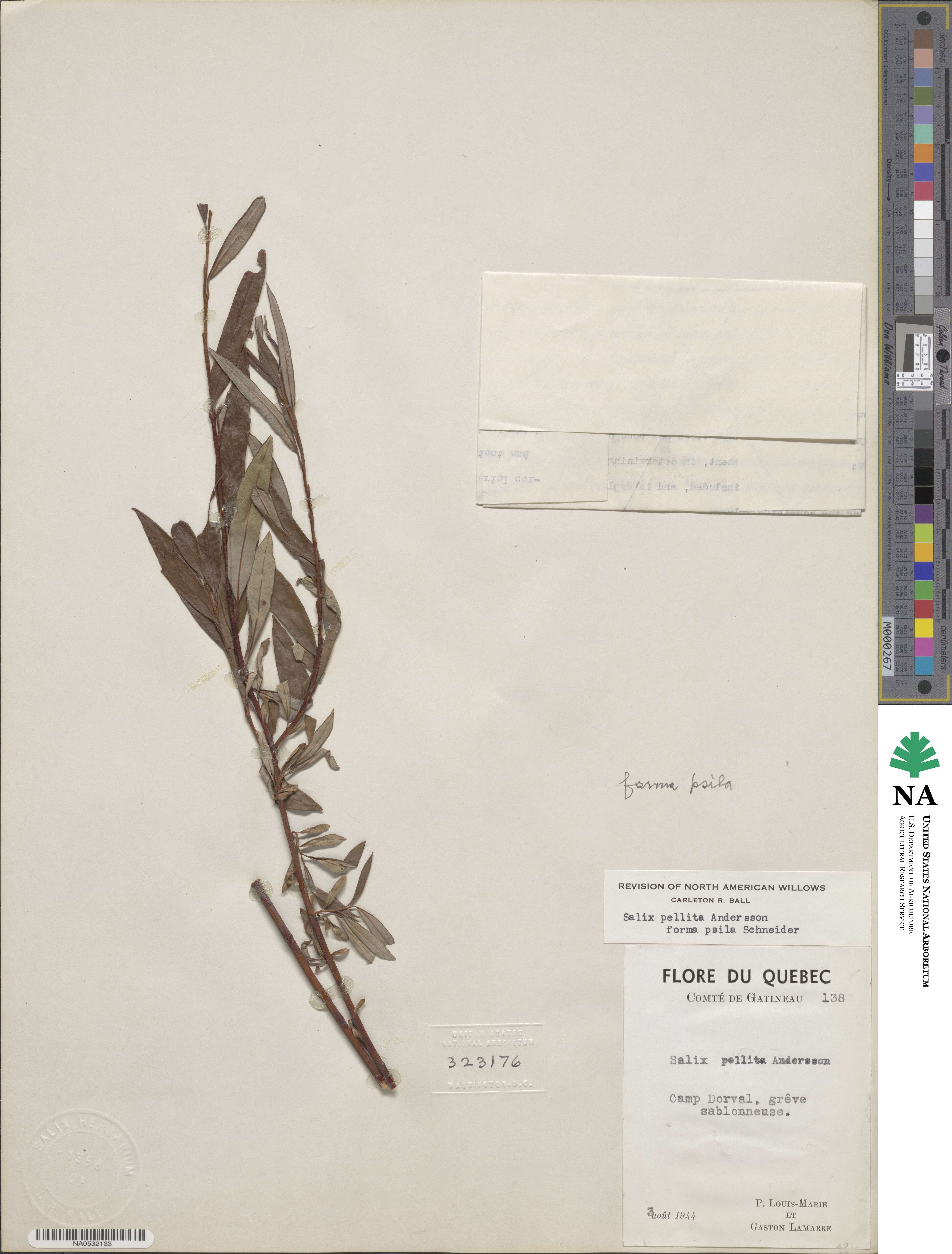 Salix pellita image