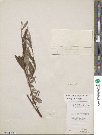 Salix pellita image