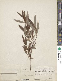 Salix pellita image