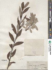 Salix drummondiana image