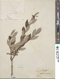 Salix drummondiana image