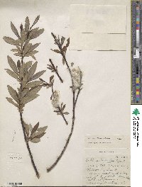 Salix drummondiana image