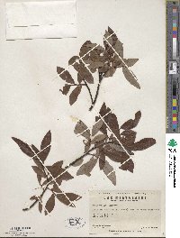 Salix drummondiana image