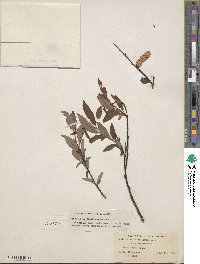 Salix drummondiana image