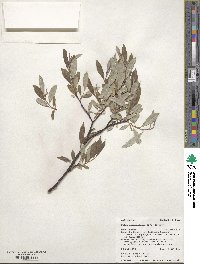 Salix drummondiana image