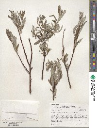 Salix drummondiana image