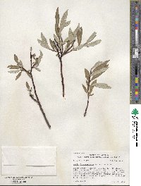 Salix drummondiana image