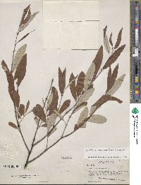 Salix drummondiana image