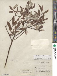 Salix drummondiana image