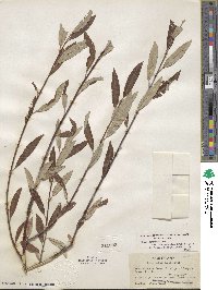 Salix drummondiana image