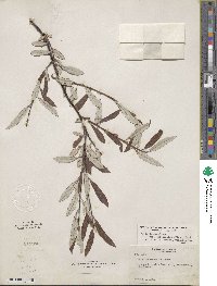 Salix drummondiana image