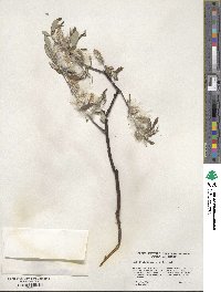 Salix drummondiana image