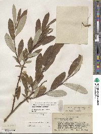 Salix drummondiana image