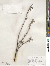 Salix drummondiana image