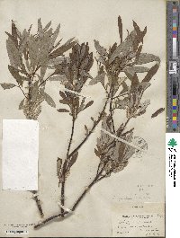 Salix drummondiana image