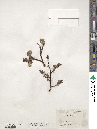 Salix drummondiana image