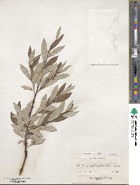 Salix drummondiana image