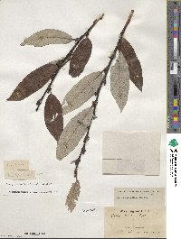 Salix drummondiana image