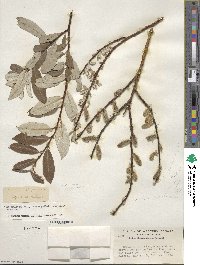 Salix drummondiana image