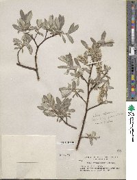 Salix drummondiana image