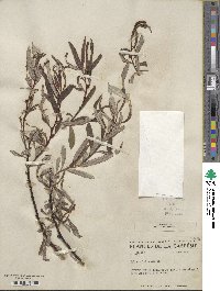 Salix drummondiana image