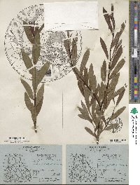 Salix drummondiana image