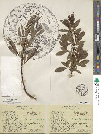 Salix drummondiana image