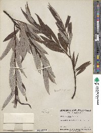 Salix drummondiana image