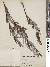 Salix drummondiana image