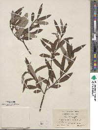 Salix drummondiana image